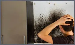 Miami Beach Restoration Company Miami Beach, FL 786-322-1044 - mold-sidebar